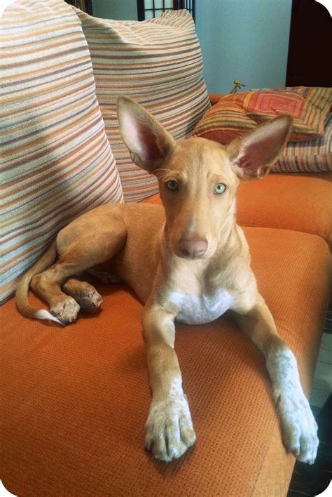 cachorros de podenco andaluz gratis|podenco andaluz behavior.